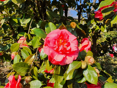Marché de Cannobio et camélias à Locarno